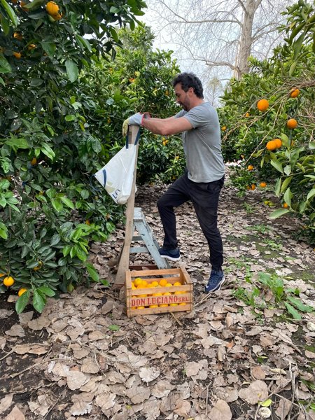 Gastronomía · Cosecha de naranjas
